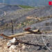 Παρέμβαση εισαγγελέα για τα αιολικά πάρκα μετά την καταστροφική φωτιά στην Αττικοβοιωτία – Τι θα γίνει (video)