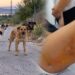 Αγέλη αδέσποτων σκυλιών επιτέθηκε και τραυμάτισε 12χρονη – «Είναι σοκαρισμένη, δεν έχει ηρεμήσει», λέει ο πατέρας της
