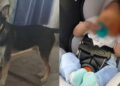 Οικογενειακή τραγωδία: Σκύλος δάγκωσε μέχρι θανάτου επτά ημερών βρέφος – Συνελήφθη ολόκληρη η οικογένεια, μέχρι και οι παππούδες – Στο 1ο σχόλιο