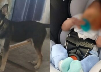 Οικογενειακή τραγωδία: Σκύλος δάγκωσε μέχρι θανάτου επτά ημερών βρέφος – Συνελήφθη ολόκληρη η οικογένεια, μέχρι και οι παππούδες – Στο 1ο σχόλιο