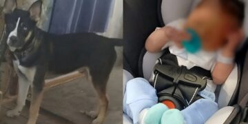 Οικογενειακή τραγωδία: Σκύλος δάγκωσε μέχρι θανάτου επτά ημερών βρέφος – Συνελήφθη ολόκληρη η οικογένεια, μέχρι και οι παππούδες – Στο 1ο σχόλιο